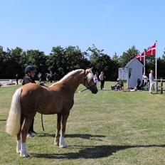 Welsh Partbred (Sec F) Høj's Obi Wan