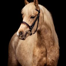 Welsh Partbred (Sec F) Høj's Obi Wan