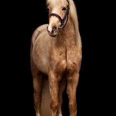 Welsh Partbred (Sec F) Høj's Obi Wan