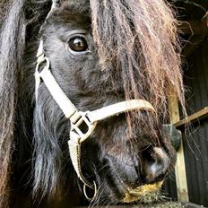 Anden særlig race Isabella Randrup (Bella) 