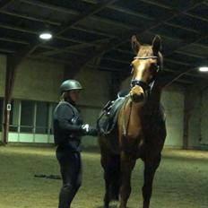 Hollandsk Varmblod Gunette