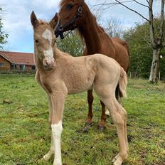 Palomino Aulumgaards Tauriel