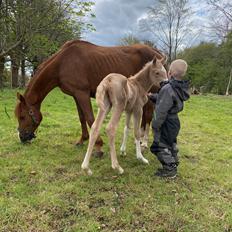 Palomino Aulumgaards Tauriel