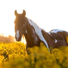 Irish Cob Dancer