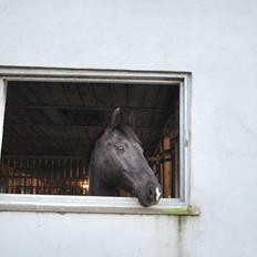 DSP Vasehøjs Lancelot