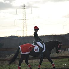 DSP Vasehøjs Lancelot