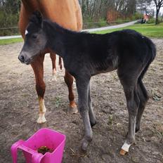 Anden særlig race Kahlua