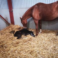 Anden særlig race Kahlua