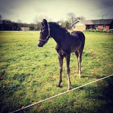 Anden særlig race Kahlua