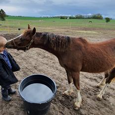 Welsh Pony (sec B) Lindebakkens Tutti-Frutti 