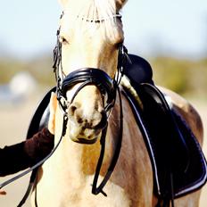 Palomino Trollelys Hemera