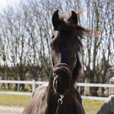 Frieser Hidalgo af Toftlund