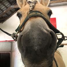 Fjordhest Wupti FJH 772