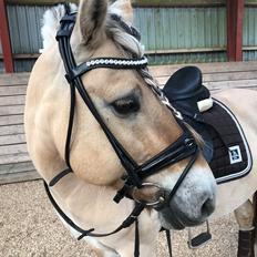 Fjordhest Wupti FJH 772