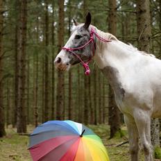 Anden særlig race Selina