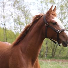 Frederiksborg Vivaldi's Disco
