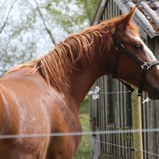 Frederiksborg Vivaldi's Disco