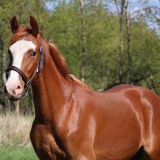 Frederiksborg Vivaldi's Disco