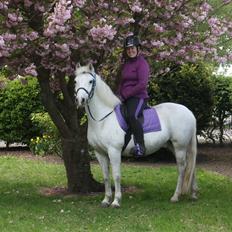 New Forest Firfod Brdr. Olsen