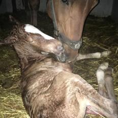 Frederiksborg Wedes Grot Fra Fogedgaard 