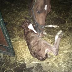 Frederiksborg Wedes Grot Fra Fogedgaard 