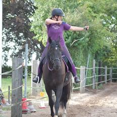 Dansk Varmblod Point Zerro Firfod 