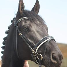 Dansk Varmblod Point Zerro Firfod 