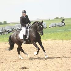 Dansk Varmblod Point Zerro Firfod 