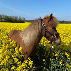 Islænder Perla Prinsessa fra Maag Kongenshøj