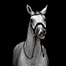 Dansk Varmblod Bugatti