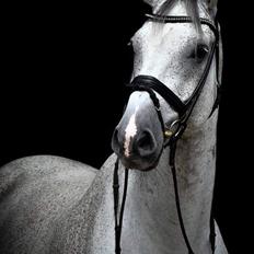 Dansk Varmblod Bugatti