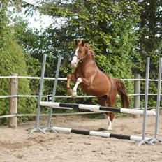 Hannoveraner Ripasso