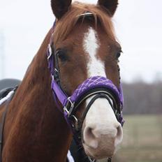 Hannoveraner Ripasso