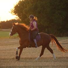 Hannoveraner Ripasso