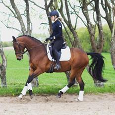 Dansk Varmblod Ups II (Uffe)