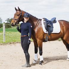 Dansk Varmblod Ups II (Uffe)