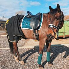 Dansk Varmblod Kjærholm's Médoc *Himmelhest*