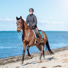 Dansk Varmblod Kjærholm's Médoc *Himmelhest*