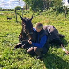 Dansk Varmblod Kjærholm's Médoc *Himmelhest*