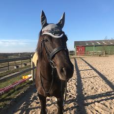 Anden særlig race Fray belize