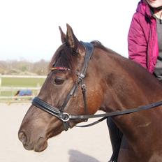 Anden særlig race Fray belize