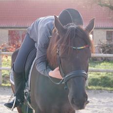 Anden særlig race Fray belize