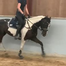 Tysk Sportspony Kyesgårds Zeldana