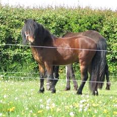 Dartmoor Fair Tornado HIMMELHEST