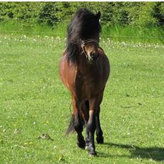 Dartmoor Fair Tornado HIMMELHEST