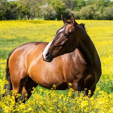 Dansk Varmblod JUCCA