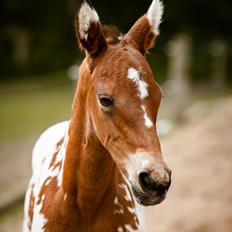 Knabstrupper Nymarks Pixel