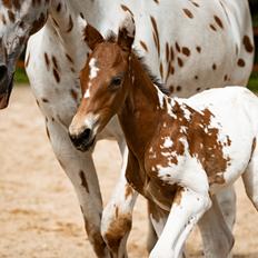 Knabstrupper Nymarks Pixel