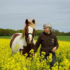 Pinto Araber Lauge's diablo *2020*