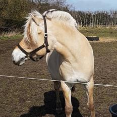 Fjordhest Oblings Frida